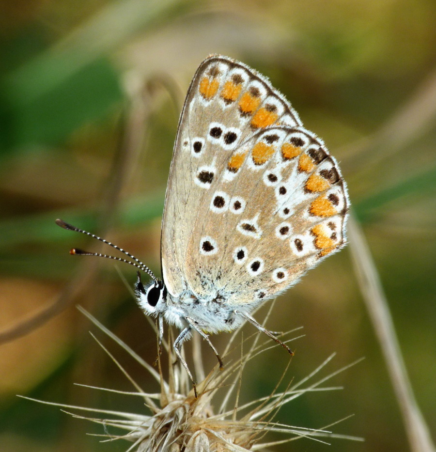 Lycaenidae da determinare : Aricia agestis